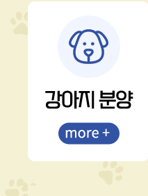 펫마켓 서구점 강아지분양