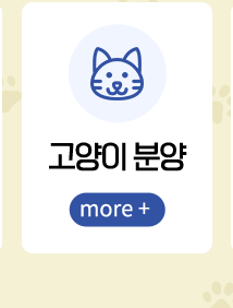 펫마켓 서구점 고양이분양