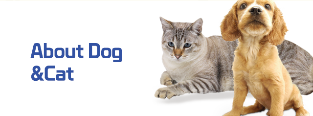펫마켓 서구점About Dog&Cat 